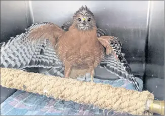  ?? BAY CITY NEWS ?? Salinas firefighte­rs and the local SPCA rescued this adult female red-shouldered hawk that was snared in fishing line and caught in a tree Thursday. The hawk wasn’t badly injured and was released back into the wild.