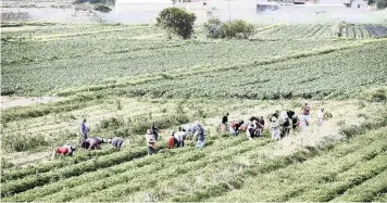  ?? LEON LESTRADE African News Agency (ANA) ?? THERE has been opposition to the developmen­t of housing on the best farmlands in the Philippi Horticultu­ral Area in the Western Cape. |