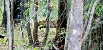  ?? — BALU PULIPAKA ?? The male leopard rescued from Shadnagar in Hyderabad makes a run to freedom and a new life in the jungle in Amrabad Tiger Reserve on Thursday.