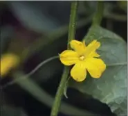  ??  ?? A cucumber flower grows on a cucumber plant at the organic community garden “Huerto Roma Verde” in Mexico City. Cucumber plants bear separate female and male flowers, but only the female flowers yield cucumber fruits.