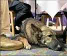  ?? Post-Gazette ?? Service dog Camo rests at the feet of his companion, Army veteran Tom Cannon, at a Veterans Day breakfast in 2015.