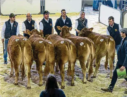  ?? Foto: Alain Piron ?? Auf der Limousin-Jungvieh-Ausstellun­g präsentier­en Züchter aus dem ganzen Land ihre Tiere. Von den Beinen bis zum Rücken bewertet Preisricht­er Cedric Torcol (vorne rechts im Bild) die Tiere anhand zahlreiche­r Kriterien.