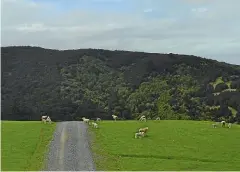  ??  ?? Hundreds of sheep tend the farmland that leads to the retreat.