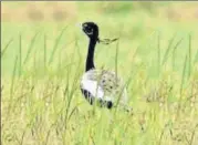  ?? HT PHOTO ?? Despite being accorded the highest degree of protection under Schedule1 of the Wildlife Protection Act, 1972, the number of the Lesser Florican has consistent­ly declined