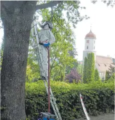  ?? FOTO: JOSEF SCHNEIDER ?? Der Friedhof bei Sankt Wolfgang in Ellwangen ist wieder eichenproz­essionsspi­nnerfrei. Armin Ehinger von der Neresheime­r Firma BiberTeam hat die Schädlinge entfernt.