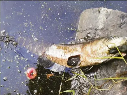 Invasive predatory fish caught in Pameacha Pond - PressReader