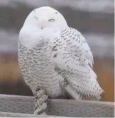  ??  ?? Ce harfang des neiges a été aperçu au parc Kouchiboug­uac. - Gracieuset­é