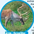  ??  ?? At risk... The Leaf River caribou fight for survival
