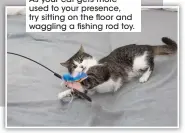  ??  ?? As your cat gets more used to your presence, try sitting on the floor and waggling a fishing rod toy.