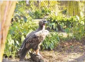  ?? COURTESY PHOTO ?? John Denver, a cinerous vulture, recently joined the Virginia Zoo.