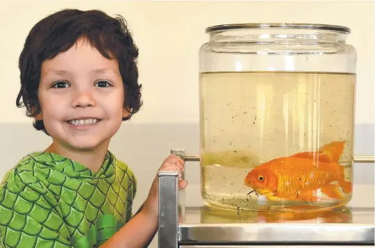  ?? Picture: EVAN MORGAN ?? EXCITED: Carter Dare, 4, with Bubbles the goldfish who had surgery at the JCU Vet surgery to remove a tumour. RIGHT: Bubbles during the successful operation.