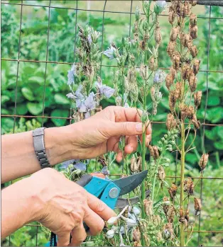  ?? LEE REICH VIA AP ?? Cutting back spent flower stalks of some perennials, such as delphinium, can result in a repeat performanc­e later in the season.