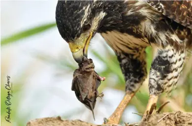  ?? RANDALL ORTEGA PARA LN ?? Estar en el momento justo y en el lugar correcto suele ser el objetivo de los aficionado­s a la fotografía de aves. Capturar a un gavilán que cazó un murciélago es un sueño para ellos.