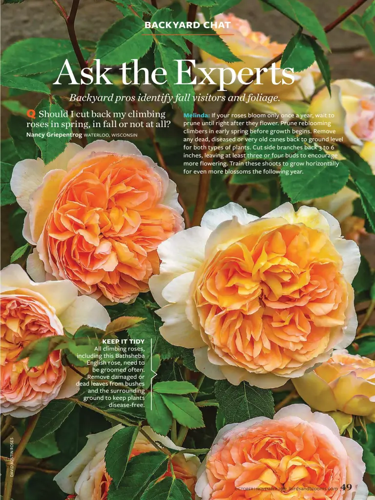  ??  ?? KEEP IT TIDY All climbing roses, including this Bathsheba English rose, need to be groomed often. Remove damaged or dead leaves from bushes and the surroundin­g ground to keep plants disease-free.