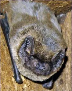  ??  ?? Outside of bogs, Leisler’s Bat is common and widespread throughout Ireland.