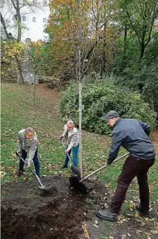  ?? FOTO MAFRA – MAREK PODHORA A IVETA LHOTSKÁ ?? – nejstarší lípa jižních Čech, jejíž stáří je odhadováno na 850 let. Kolika roků se dožijí s velkou parádou letos vysazené lípy republiky? (Na snímku vpravo sázení lípy před děčínským zámkem.)