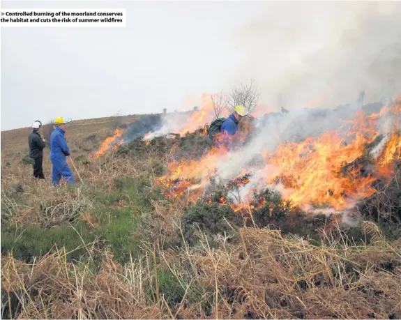  ??  ?? Controlled burning of the moorland conserves the habitat and cuts the risk of summer wildfires