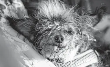  ?? Justin Sullivan / Getty Images ?? Scamp the Tramp, a mixed breed with hair that grows into dreadlocks down his back and 2-inch-long legs, is this year’s winner of the Ugliest Dog Contest at the Sonoma-Marin Fair in Petaluma, Calif.