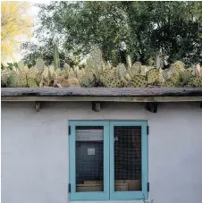  ??  ?? Steve Martino’s beautiful and whimsical signature prickly pear cactus roof garden takes advantage of Arizona’s arid climate.