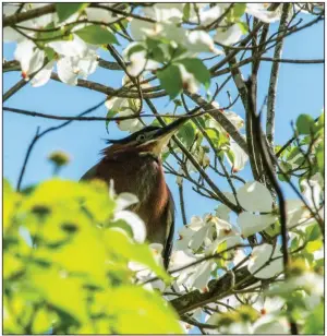  ?? (Arkansas Democrat-Gazette/Cary Jenkins) ?? A green heron perches in a dogwood tree at Little Rock Central High School earlier this month. Since 2015, herons have made their home in the trees at the school.