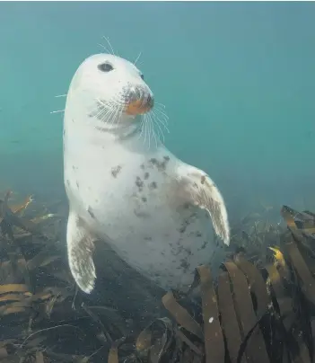  ??  ?? The grey seal is the largest mammal of all in Britain, with visitors occasional­ly spotted off Sussex