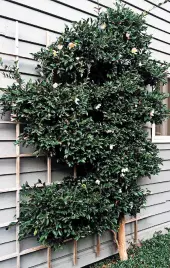  ??  ?? Espalier pruning of this camellia tree in Washington state takes advantage of growing space near an exterior wall and offers ornamental interest.