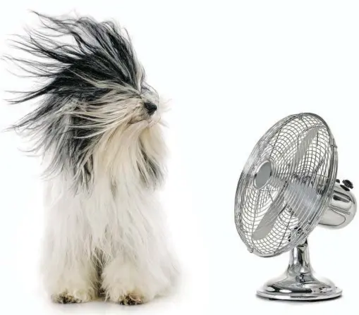  ?? BILD: SN/CYNOCLUB - FOTOLIA ?? Ventilator ist gut, Fernkälte besser.