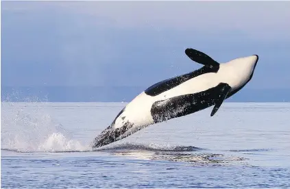  ??  ?? A female orca leaps from the water while breaching in Puget Sound, west of Seattle. A research vessel was tracking the whale.