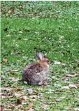  ??  ?? Im Osten von Königsbrun­n beginnt die Wildnis des Lechauwald­s.