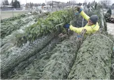  ?? ED KAISER/POSTMEDIA ?? Canadian Christmas tree farmers are raising prices as much as 10 per cent as the effect of market forces making firs, pines and spruces sparse in the U.S. spills over into Canada.