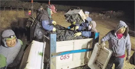  ?? Brian van der Brug Los Angeles Times ?? SOME VINEYARD workers prefer not to wear safety masks that could shield them from the ash and smoke from nearby wildfires.