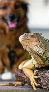 ??  ?? Was haben der Hund und der Leguan gemeinsam? Wenn sie in einer Mietwohnun­g gehalten werden, sollte man erst mit dem Vermieter sprechen.