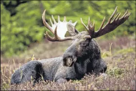  ??  ?? A four-week moose cull in the Cape Breton Highlands resulted in 35 of the animals being harvested this fall.