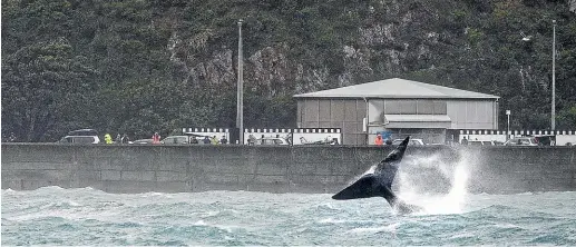  ?? ROSA WOODS/STUFF ?? Despite wet weather, the visiting whale draws crowds of spectators to Evans Bay on Sunday.