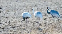  ?? Korea Times file ?? Red-crowned cranes in Cheorwon.