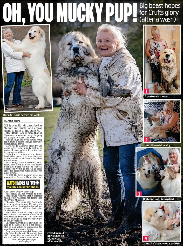  ??  ?? Caked in mud: Boris’s not-soblond coat after walkies