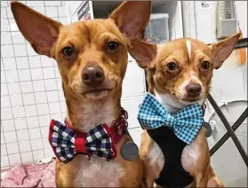  ?? COURTESY ?? So you’re thinking about adopting a pet and you visit an animal shelter and — pow, you’re hit by this sight of pooches sporting bow ties. How are you going to resist taking at least one of them home? That’s the thinking behind Darius Brown’s efforts to make irresistib­le bow ties for animals in pet shelters around the U.S.