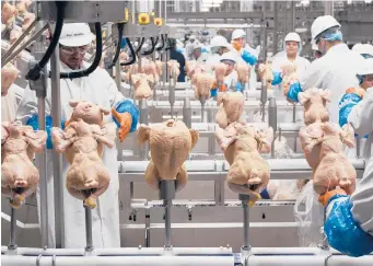  ?? NATI HARNIK/AP 2019 ?? Poultry is linked to some 310,000 salmonella infections, leading to roughly 26,500 hospitaliz­ations and 420 deaths in the U.S. each year. The USDA is setting up pilot projects to try and cut those numbers. Above, workers at a poultry plant in Fremont, Nebraska.