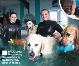  ??  ?? PADDLING: Dogs enjoy themselves in hydrothera­py pool at Hilltop