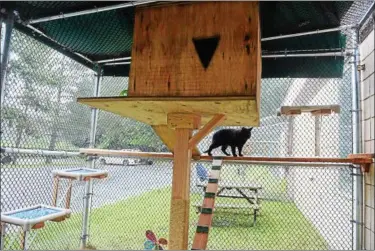 ?? TANIA BARRICKLO-DAILY FREEMAN ?? Two new “catios” have been re-designed to offer cats multiple climbing opportunit­ies and vertical platforms in a protected outdoor space.