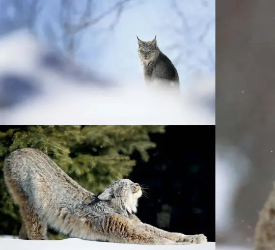  ??  ?? Clockwise from top: Canada Lynx surveying her territory from the top of a hill; walking towards Megan during the start of a snowstorm in northern Ontario; taking a long stretch after rising from a nap.