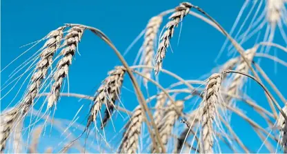  ??  ?? Mermas. Las altas temperatur­as y el viento está adelantand­o la cosecha del cereal en varias zonas.