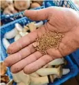  ?? Fotos: dpa ?? Braune Champignon­s lieben ein feuchtes, kühles, schattiges Plätzchen. Zur Pilzbrut kann man Getreidekö­rner mit den wurzelähnl­ichen Myzelien besiedeln.