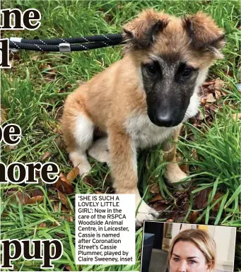  ?? ?? ‘SHE IS SUCH A LOVELY LITTLE GIRL’: Now in the care of the RSPCA Woodside Animal Centre, in Leicester, Cassie is named after Coronation Street’s Cassie Plummer, played by Claire Sweeney, inset