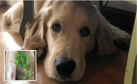  ?? Photo: Contribute­d ?? ON THE LOOK OUT: Toowoomba woman Bella Rose is monitoring her golden retriever Lily after she was found with a suspicious balloon (inset) stuffed with mince on Tuesday.