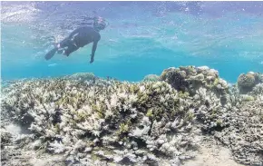  ??  ?? A snorkeller swims above coral that has bleached white due to heat stress in Fiji.