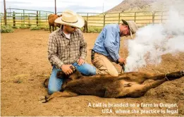  ??  ?? A calf is branded on a farm in Oregon, USA, where the practice is legal