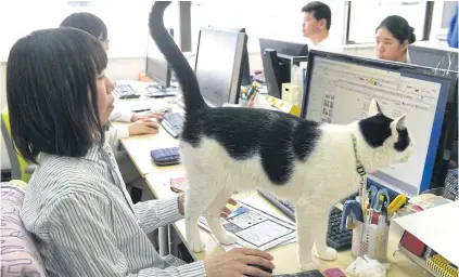 ?? AFPBB NEWS VIA AFP ?? This photo by AFPBB News shows a cat at an IT firm in Tokyo.