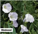  ??  ?? Bindweed