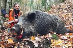  ??  ?? L’automne 2016 a coïncidé avec une importante production de fruits forestiers. Les sangliers ne sont pas en reste.